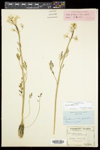 Cardamine dentata image