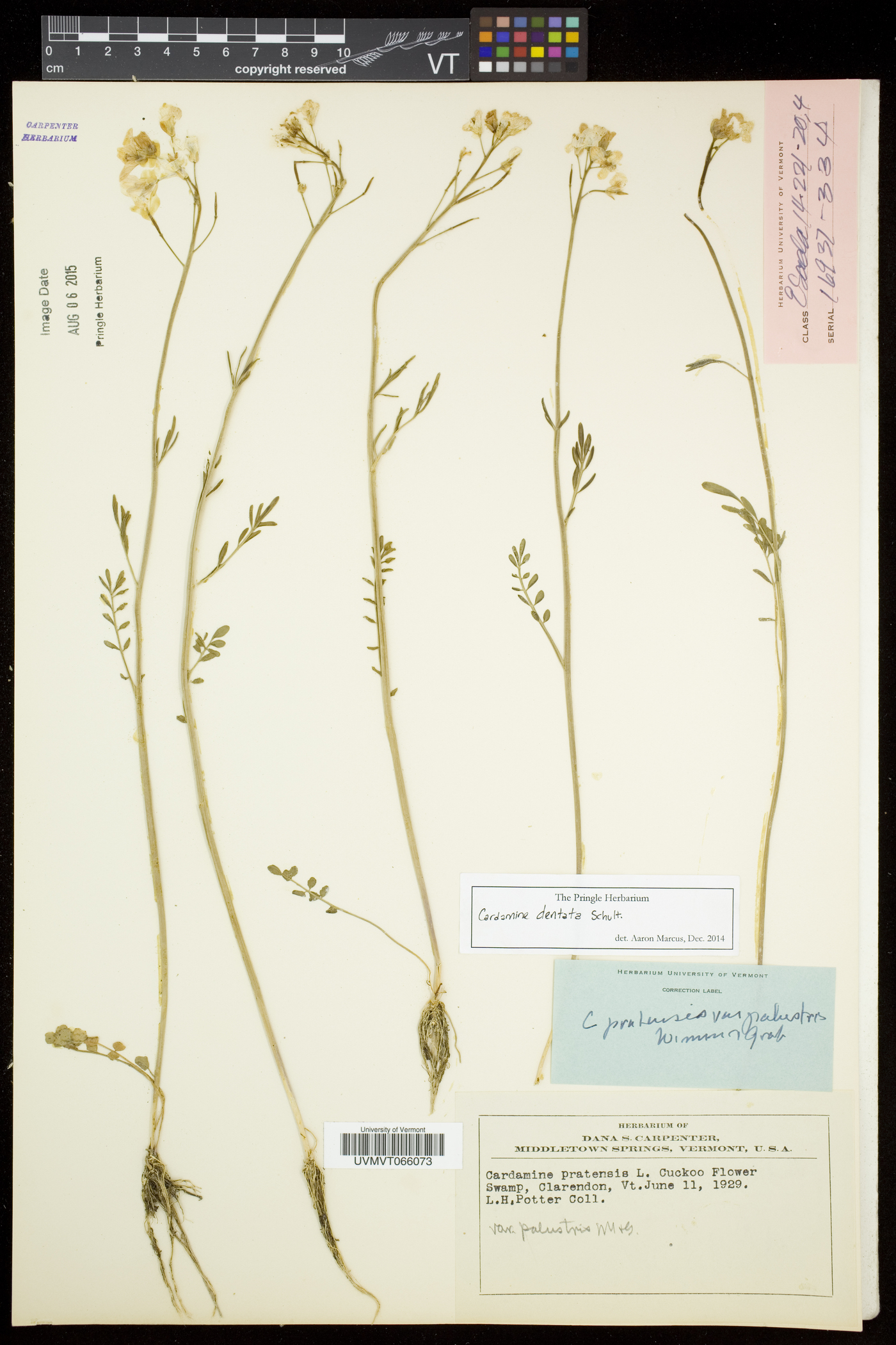 Cardamine dentata image