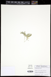 Corydalis aurea image