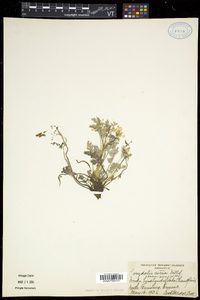 Corydalis aurea image