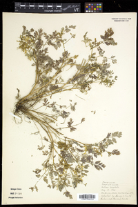 Corydalis aurea image