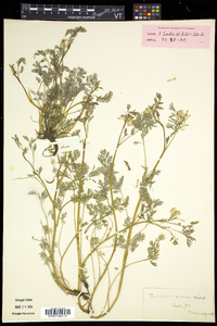 Corydalis aurea image