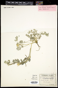 Corydalis aurea image