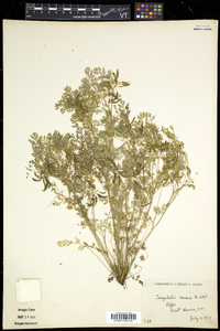 Corydalis aurea image