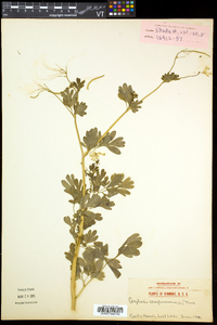 Capnoides sempervirens image