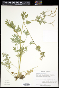 Capnoides sempervirens image