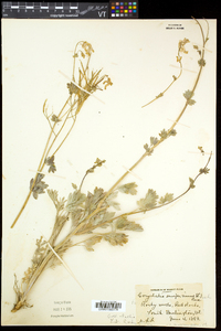 Capnoides sempervirens image