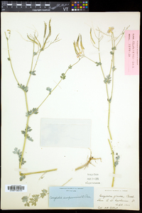 Capnoides sempervirens image