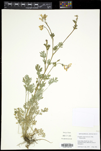 Capnoides sempervirens image