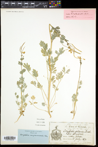 Capnoides sempervirens image