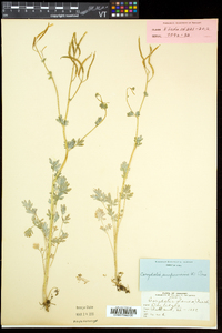 Capnoides sempervirens image