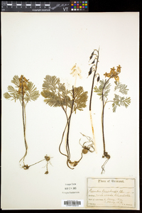 Dicentra canadensis image