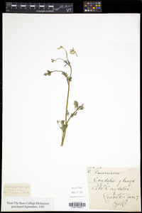 Capnoides sempervirens image