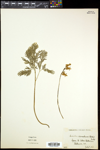 Dicentra canadensis image