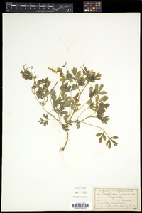 Capnoides sempervirens image