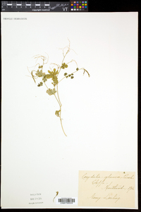 Capnoides sempervirens image