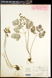 Dicentra canadensis image