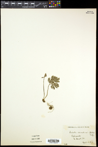 Dicentra canadensis image