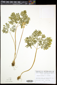 Dicentra cucullaria image