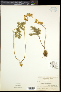 Dicentra cucullaria image