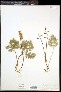 Dicentra cucullaria image