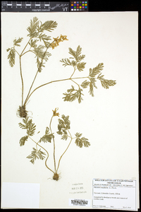 Dicentra cucullaria image