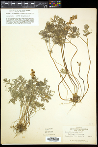 Dicentra cucullaria image