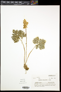 Dicentra cucullaria image