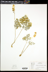 Dicentra cucullaria image