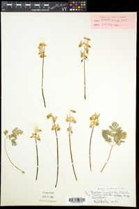 Dicentra cucullaria image