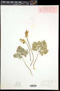 Dicentra cucullaria image