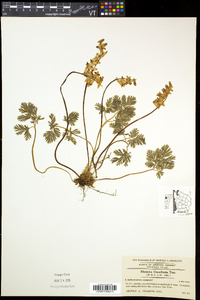 Dicentra cucullaria image