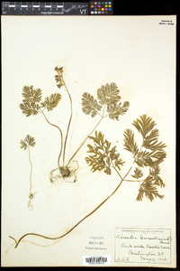 Dicentra cucullaria image