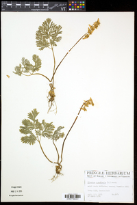 Dicentra cucullaria image