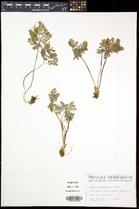 Dicentra cucullaria image