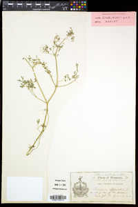 Fumaria officinalis subsp. officinalis image