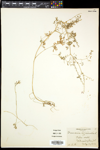 Fumaria officinalis subsp. officinalis image