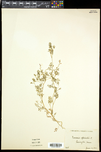 Fumaria officinalis image