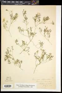 Fumaria officinalis image