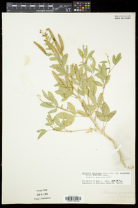 Polanisia dodecandra subsp. dodecandra image