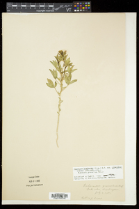 Polanisia dodecandra subsp. dodecandra image