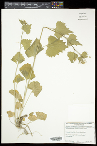 Alliaria petiolata image