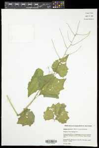 Alliaria petiolata image