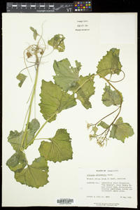 Alliaria petiolata image