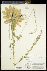 Arabis pycnocarpa image