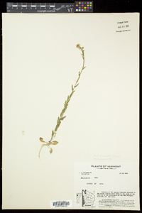 Arabis pycnocarpa image