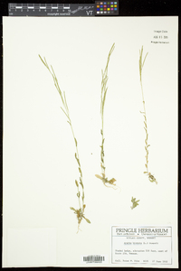 Arabis pycnocarpa var. pycnocarpa image