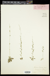 Arabis pycnocarpa image