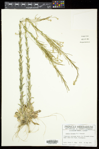 Arabis pycnocarpa image