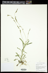 Borodinia missouriensis image